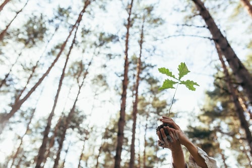 Preview: Young female volunteer plants a forest, holding an oak tree seedling in her hands