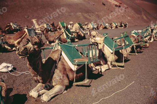 Preview: Camels