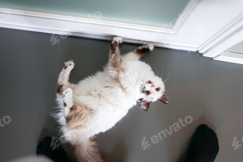 Preview: Cute cat laying by the door. Top view and grey background