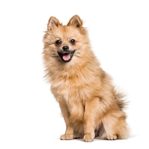 Preview: Pomeranian , 7months, sitting against white background