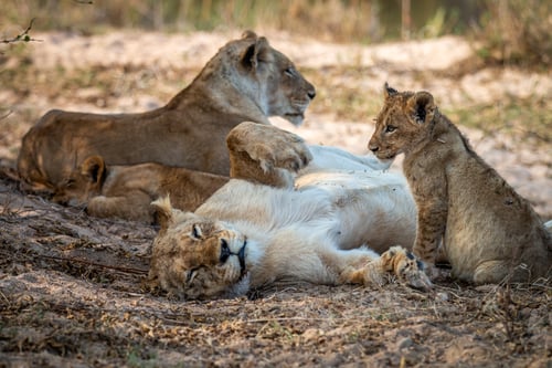 Preview: Pride of Lions resting in the sand.