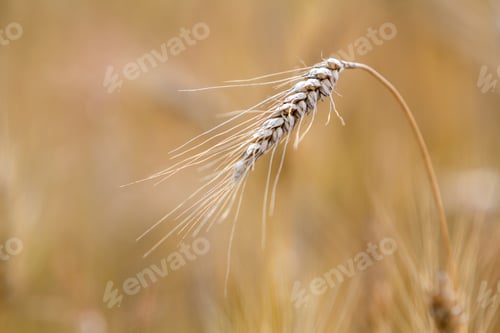 Preview: Close-up of warm colored golden yellow ripe focused wheat