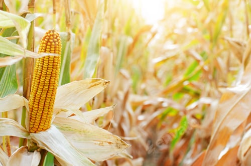 Preview: Dry corn cob on stalks authentic view on corn field autumn time