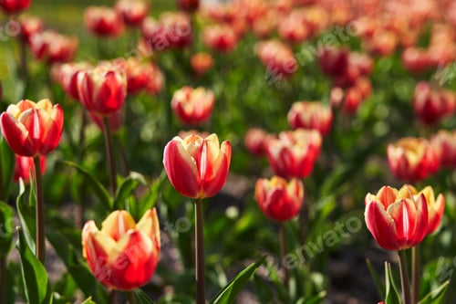 Preview: Colorful panoramic flowerbed with red, yellow tulips, spring flower garden
