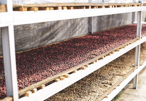 Preview: Coffee process with sunlight