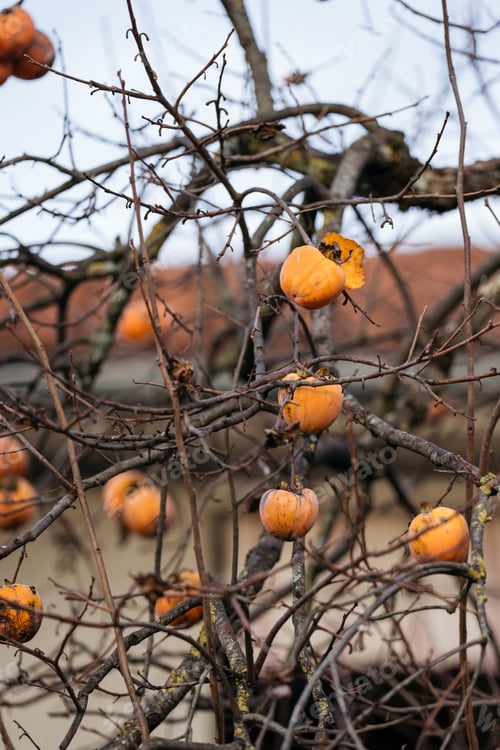 Preview: Tree branches with persimmon fruit in late autumn.