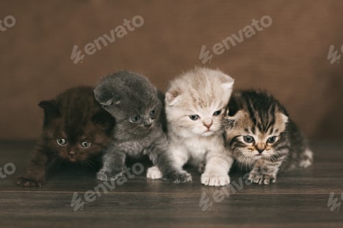 Preview: Very cute british kittens of beautiful colors sit on a plaid and look in the frame