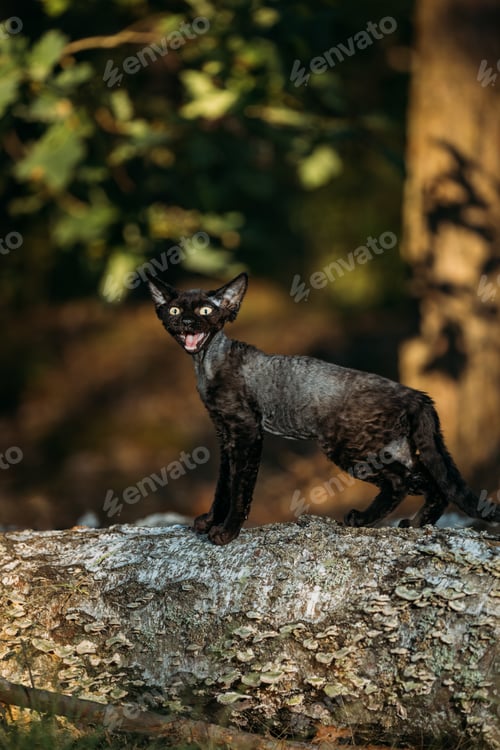 Preview: Cute Funny Curious Playful Gray Black Devon Rex Cat sitting on fallen tree trunk in forest, garden
