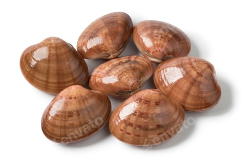 Preview: Heap fresh raw closed smooth clams