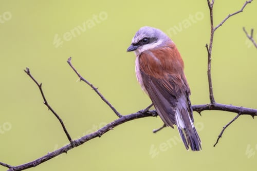 Preview: Red Backed Shrike perched on branch