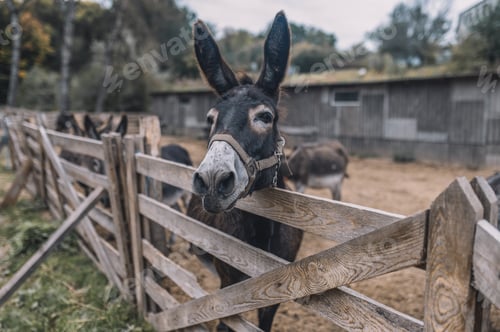 Preview: Donkeys in the cattle-pen at the organic farm