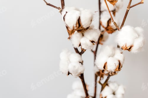Preview: Cotton plant branches on a white background.