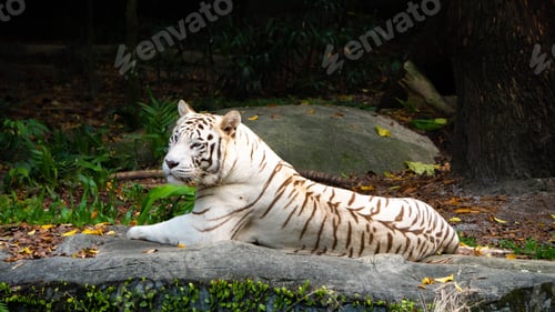 Preview: White tiger is lounging on a rocky ground