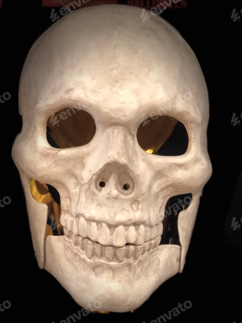 Preview: Human skull.