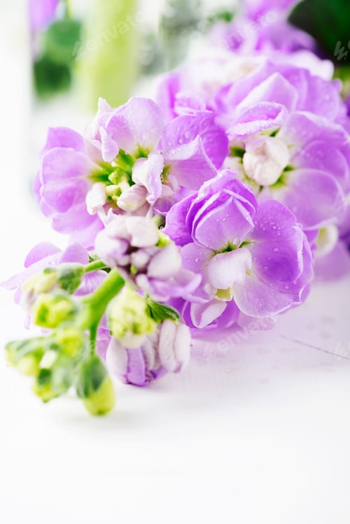 Preview: Beautiful spring flower on the white table