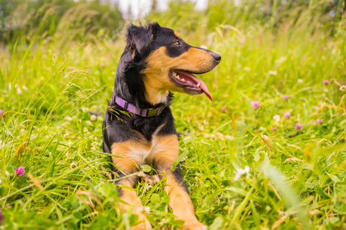 Preview: Portrait of a black and brown dog sitting in spring in a flower meadow. Border Collie, Pitbull