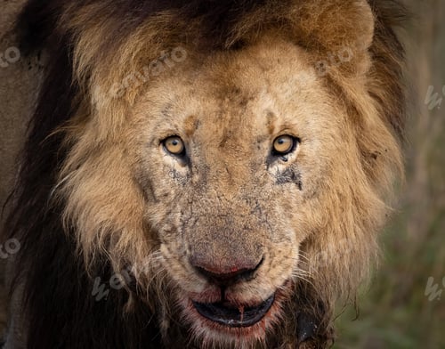 Preview: A Lion in Africa