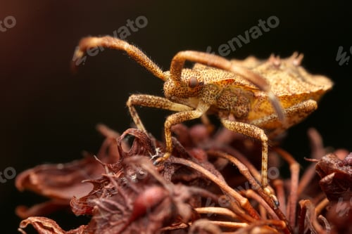Preview: Dock bug on purple plant against dark backdrop