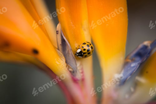 Preview: Orange ladybug on a vibrant flower petal.