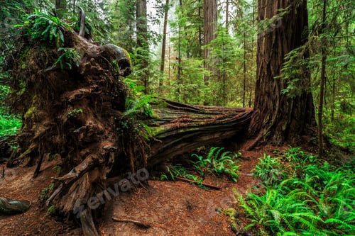 Preview: Views In The Redwood Forest At Redwoods National And State Parks In California