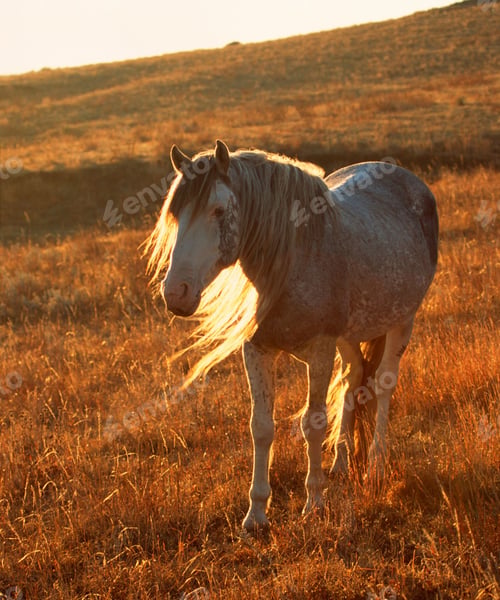 Preview: horse, mare, wilderness, stallion