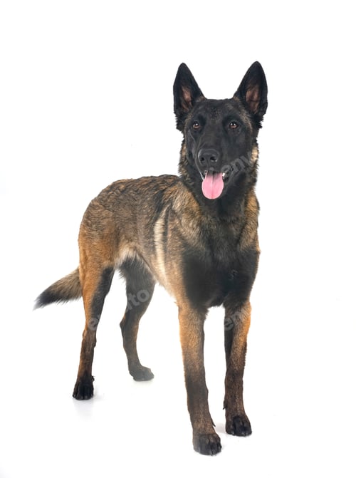 Preview: young malinois in studio