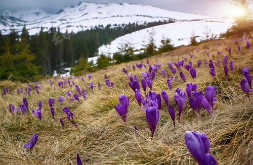 Preview: Blossom of crocuses at spring in the mountains