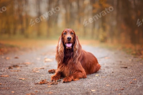 Preview: chocolate Irish setter on a walk in the autumn park among the yellow-red leaves waiting for the owne
