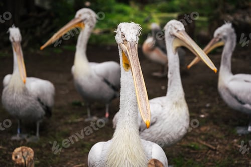 Preview: Pelican portrait in a nature