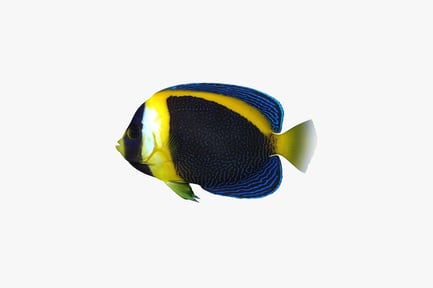 Preview: Close-up of angelfish with black stripes