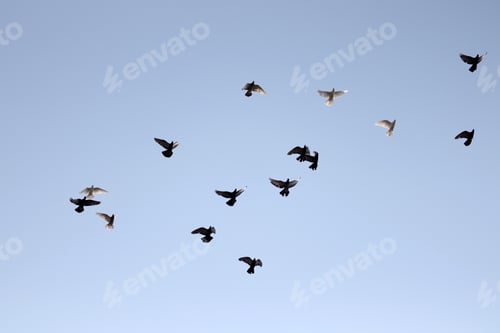 Preview: Flock of pigeons flying in the blue sky