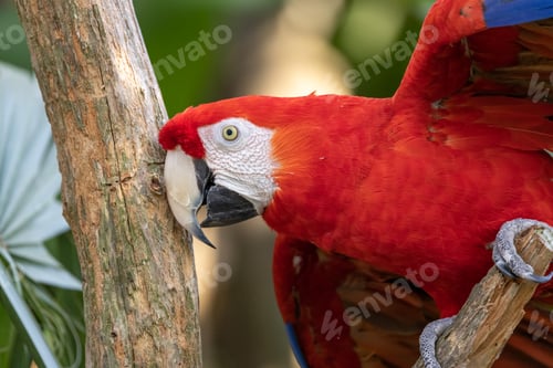Preview: Scarlet Macaw in Costa Rica