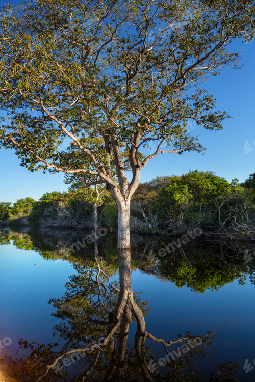 Preview: Pantanal