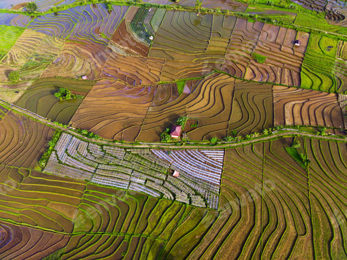 Preview: Beautiful morning view indonesia Panorama Landscape paddy fields with beauty color and sky natural