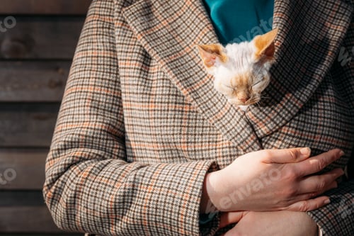 Cozy Devon Rex Kitten Sleeping in a Blazer