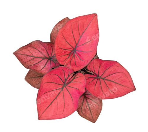 Preview: caladium on white background isolate with clipping path. Queen of the leaves plants. Colorful of bo