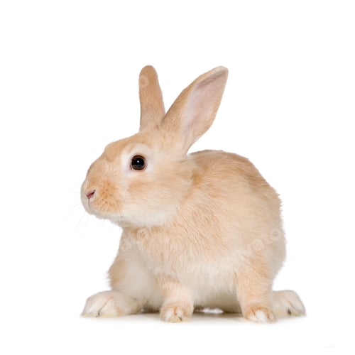Preview: Rabbit