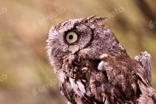 Preview: Western Screech Owl