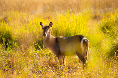 Preview: A Waterbuck antelope stands alert in a field of tall, golden-yellow grass,