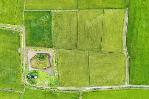 Preview: Agroforestry row of mixed plant, fruit plantation and fish pond in cultivated land at countryside
