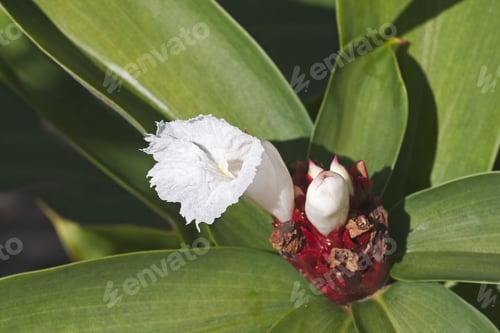 Preview: Crepe Ginger (Cheilocostus Speciosus)