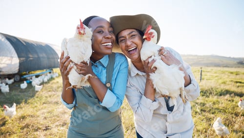 Preview: Portrait, teamwork or farmers chicken on farm or field harvesting poultry livestock in small busine