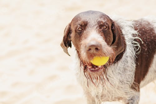Preview: Wet dog on the beach by the sea holding yellow tennis ball in his teeth