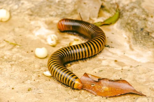 Preview: millipede walking on the ground