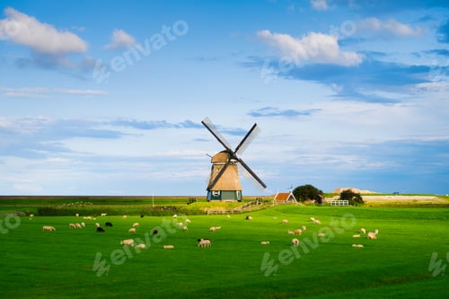 Preview: Sheep in a meadow during a bright sunset. Landscape with windmill. Agriculture