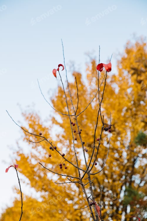 Preview: Lonely red leaves left on a tree in late autumn in the park.