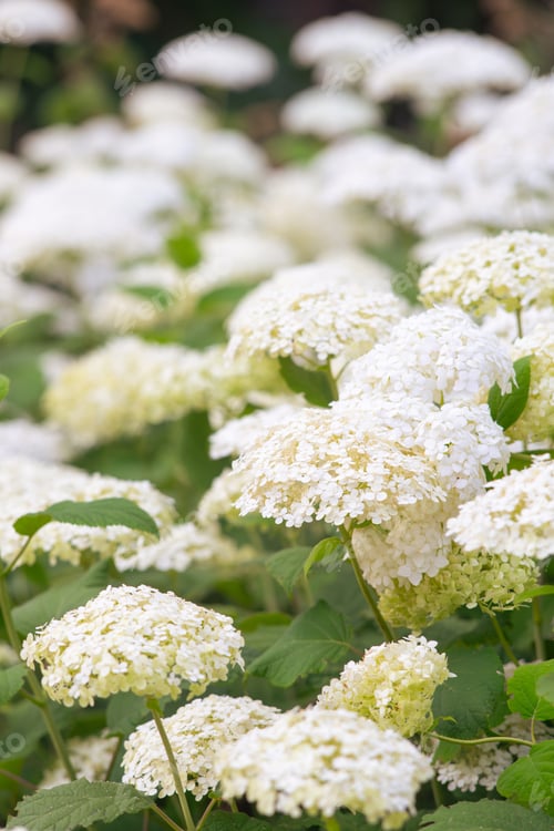 Preview: Bushes Of Hydrangea Arborescens Flower In The Garden, White Hortensia In Park Close Up