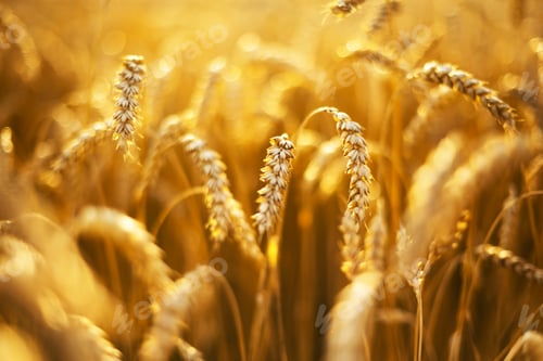 Preview: Ripe wheat spikelets on golden field