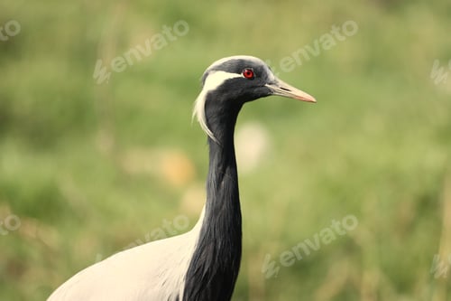 Preview: Closeup of a demoiselle crane profile against the blurred grass background