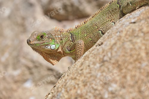 Preview: Iguana on dry ground in desert on sunny day